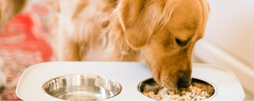 راهنمای خرید غذای درمانی سگ