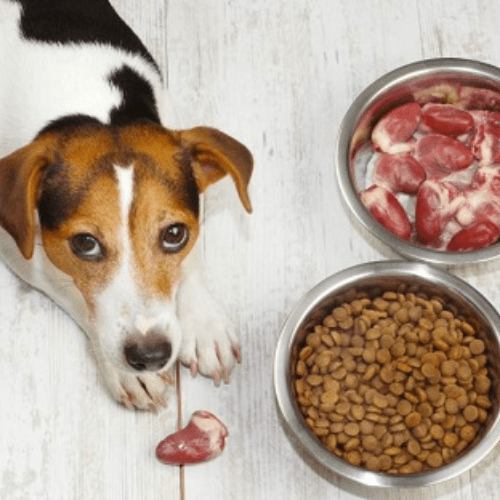 راهنمای خرید غذای درمانی سگ