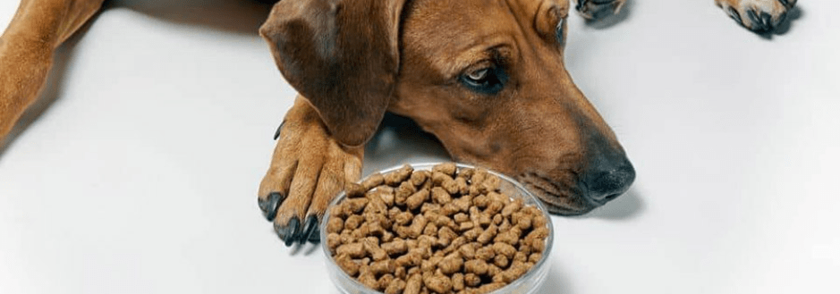 بی اشتهایی در سگ