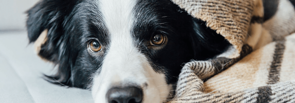 راهنمای جامع تغذیه مناسب سگ در فصل سرما