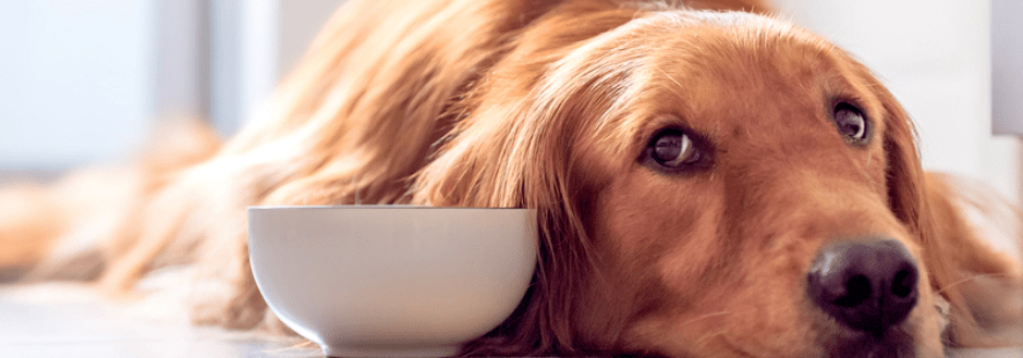 غذا نخوردن و انواع بی اشتهایی سگ