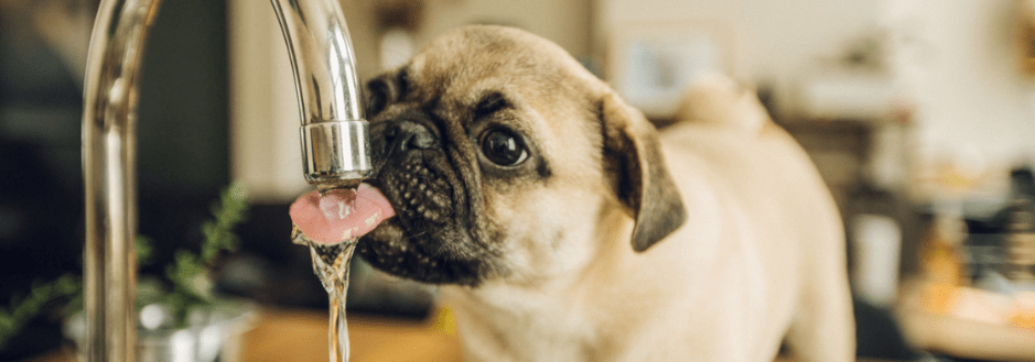 هیدراتاسیون سگ