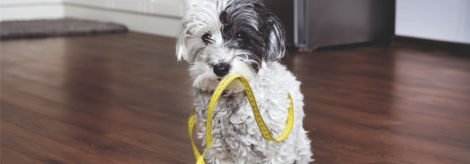 پرهیز از افزایش وزن بی رویه سگ