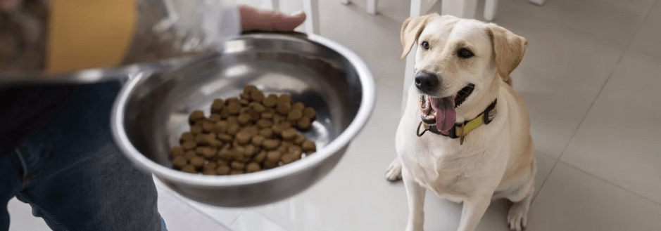 پروتئین کافی برای حفظ عضلات در سگ